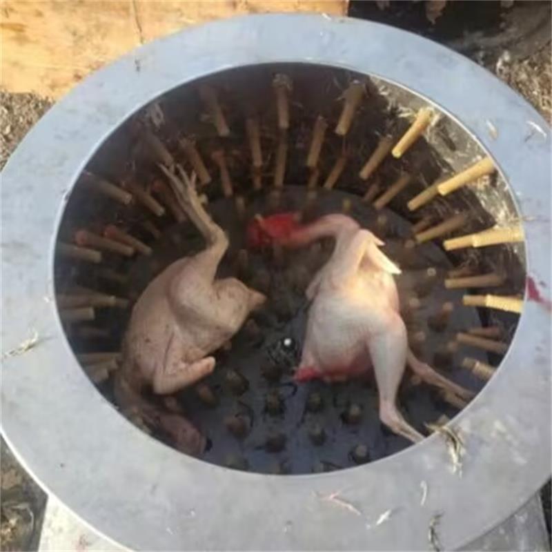 Chicken Plucker Machine - Neue Wachtel Tauben Vogel Haar Entfernung