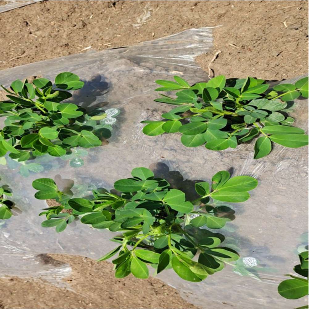 Landwirtschaftliches Bauernhof – Agriculture Farming Vegetables Bewertung und Preis