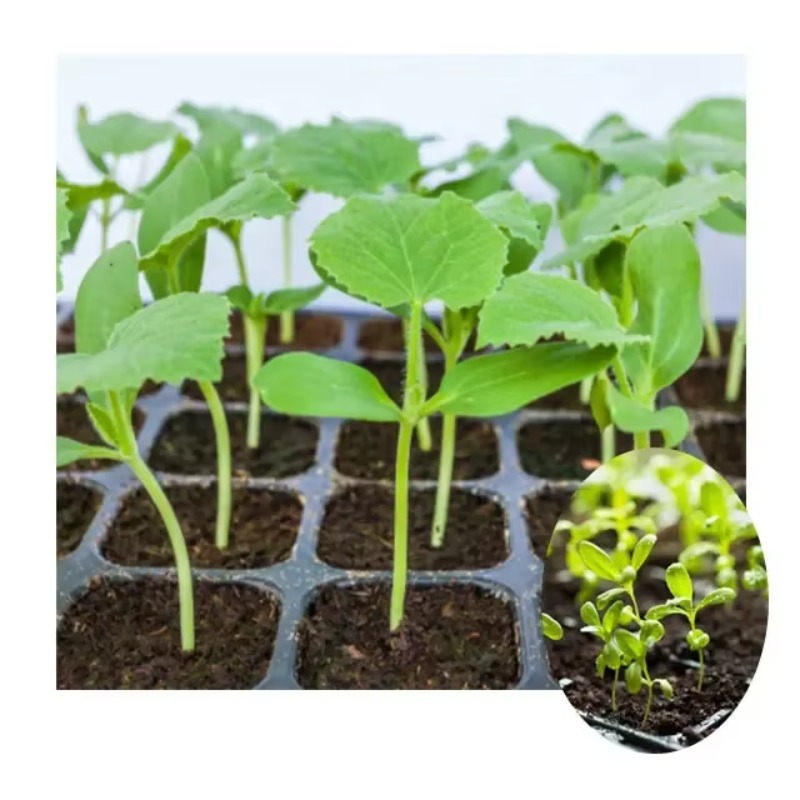 Automatische Stecklings-Sämasc – Nursery Plug Tray Bewertung und Preis