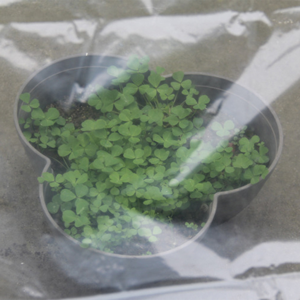 Transparentes Gewächshaus für  – Greenhouse Plastic Film Bewertung und Preis
