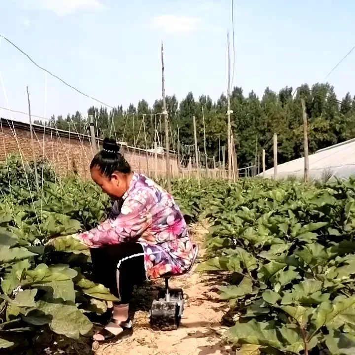 360-Grad-Gewächshaus-Arbeitsba – Agriculture Farming Degree Bewertung und Preis