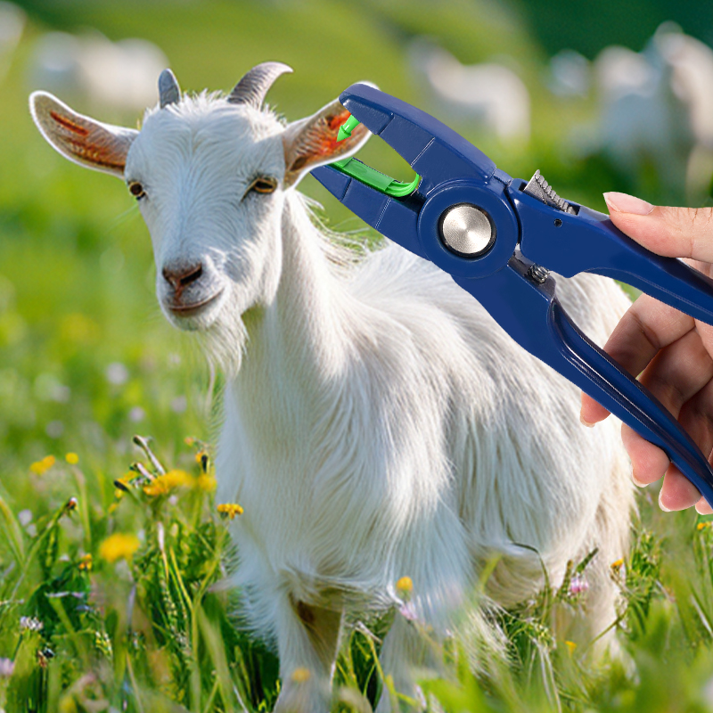 100 Stück integrierte Schaf-Oh – Livestock Ear Tag Bewertung und Preis